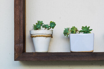 two potted plants on a wooden ledge on a white wall