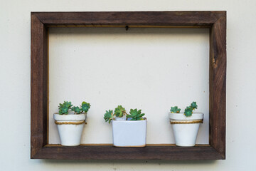 Three plants in their pots on a wooden ledge on a white wall