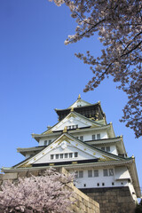 大阪城の桜