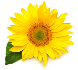 Fototapeta premium Sunflower head with leaf isolated on white background. Sun symbol. Flowers yellow, agriculture. Seeds and oil. Flat lay, top view. Bio. Eco. Creative