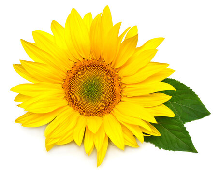 Sunflower head with leaf isolated on white background. Sun symbol. Flowers yellow, agriculture. Seeds and oil. Flat lay, top view. Bio. Eco. Creative