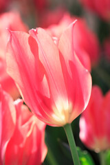 Fototapeta premium チューリップ