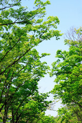 Obraz premium ケヤキ