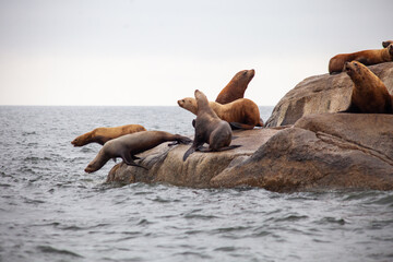 A group of California Sea Lions stand at the water's edge, with two jumping into the water, on the Sunshine Coast in British-Columbia