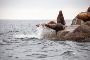 A group of California Sea Lions stand at the water's edge, with two about to jump into the water, on the Sunshine Coast in British-Columbia