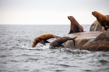 A group of California Sea Lions stand at the water's edge, with two jumping into the water, on the Sunshine Coast in British-Columbia