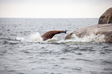 Fototapeta premium A California Sea Lion jumps and leaps into the Pacific Ocean off the Sunshine Coast of British-Columbia
