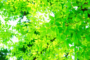 新緑の葉っぱ