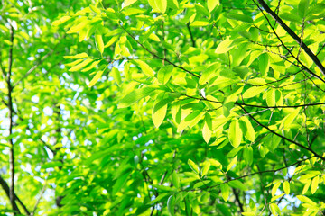 新緑の葉っぱ