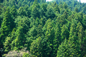 高野山の風景