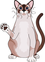 Fat cute thai cat waves his paw and says hi