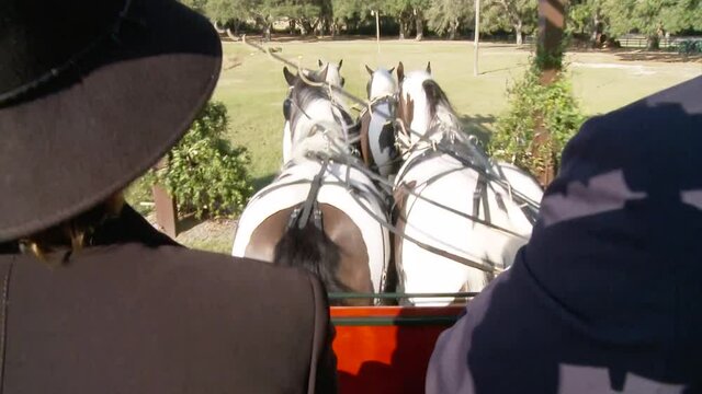 Four Horse Gypsy Vanner team hitch with carriage
