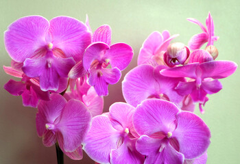 Fototapeta na wymiar Bright pink Phalaenopsis orchid, bright tropical flowers on a light background, macro photography. horizontal orientation.