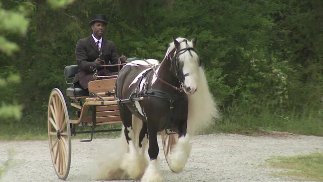 Man in formal attire driving Gypsy Vanner Horse stallion pulling buggy