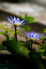 Nymphaea nouchali blue lotus close up