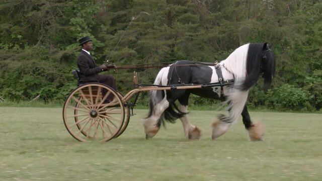 Man in formal attire driving Gypsy Vanner Horse stallion pulling buggy