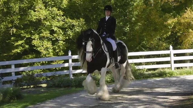 Gypsy Vanner Horse stallion D'Jango being ridden English