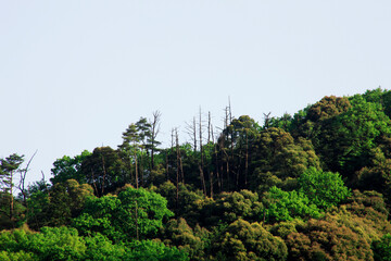 Obraz premium 山並み