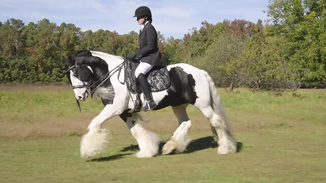 Gypsy Vanner Horse stallion D'Jango being ridden English