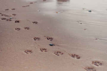 dog paw prints along the beach