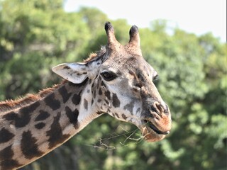 Naklejka na ściany i meble close up of a giraffe