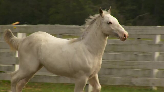 Gypsy  Horse yearling colt sequence running unbridled at liberty