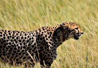 cheetah in the savannah