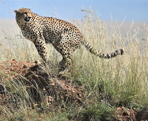 cheetah in the grass