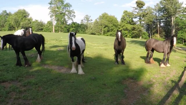 Aerial drone camera approaches herd of Gypsy Vanner horse mares in open horse pasture