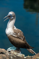 Fototapeta na wymiar Blue-Footed Booby profile. While visiting the Tunnel's area at Isabela Island, located on the Galapagos archipelago we were able to see really closely these beautiful and funny birds with blue feets n