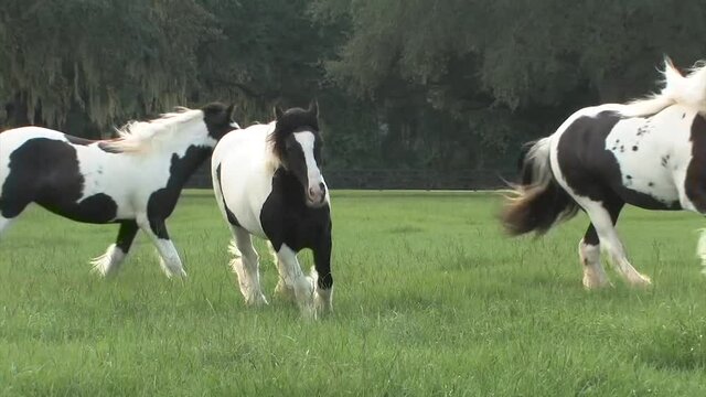 Herd of Gypsy Vanner Horse colts and fillies run unbridled
