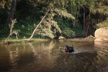 Fototapeta na wymiar Rottweiler swimming in beautiful natural river. Active dog on holiday.