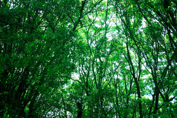 新緑の葉っぱ