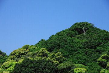 Obraz premium 新緑の葉っぱ