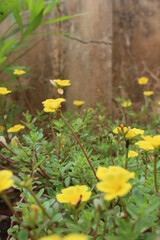 yellow flowers in the garden