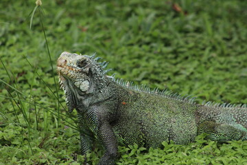 iguana in the zoo