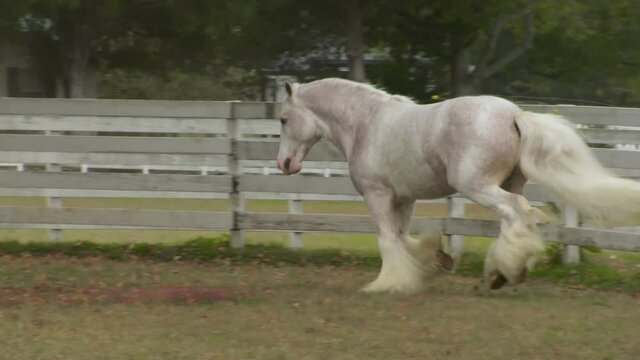 Gypsy Vanner Horse stallion running liberty unbridled