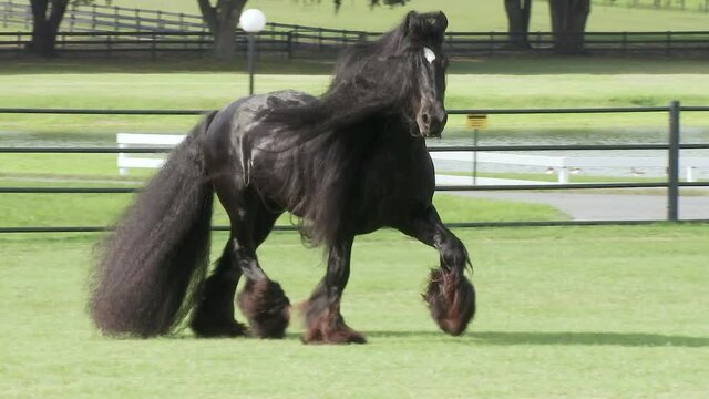 Gypsy  Horse stallion  sequence running unbridled at liberty