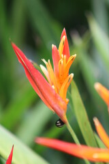 orange flower with dew drops