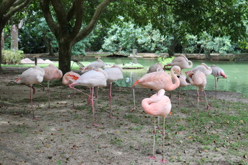 group of flamingos