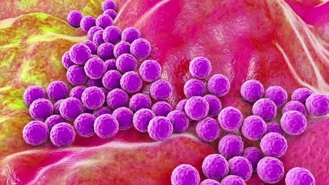 Staphylococcus bacteria, animation