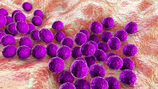 Staphylococcus bacteria, animation