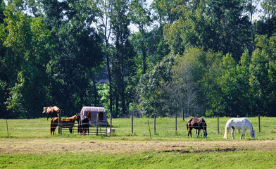 Fototapeta na wymiar Horses Behind Fence in Summer