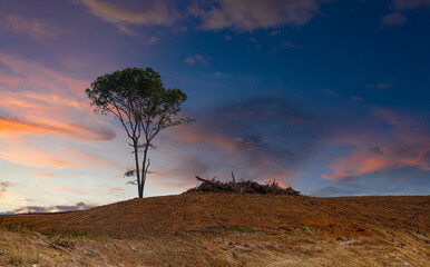Fototapeta na wymiar Lone Tree on a Bare Hill at a Construction Site at Dusk
