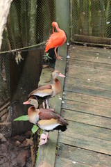 birds in the zoo