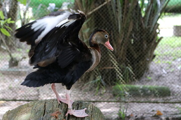 Fototapeta premium black crowned crane
