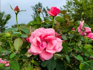 pink roses in garden
