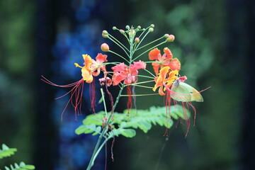 red and yellow flower