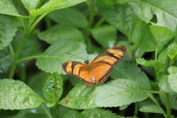 butterfly on leaf