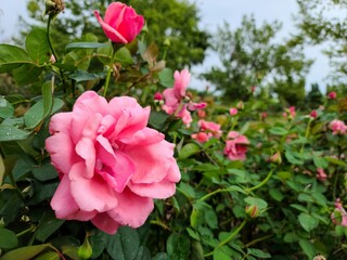 pink and white tulips